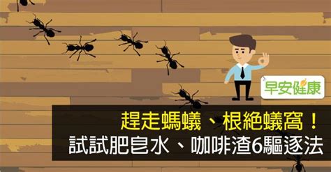 螞蟻窩牆壁|螞蟻怕什麼東西？試試這6種居家驅螞蟻法